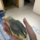 روز اليف جدا