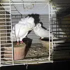 حمام ماشالله