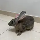 ارانب للبيع الموقع الدوادمي