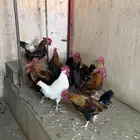 ديكه للبيع العدد 11