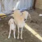 نعجه منتوجه