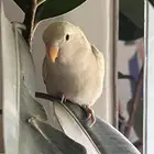 روز اليف رصاصي