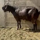 معزاء شاميه