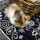 قطه