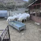 بهم