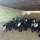 تيوس مخاصي فاخره