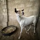 تيس جنوبي فحل