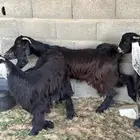 جفار عوارض للبيع