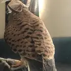 باشق مدرب للبيع علا اعلا سومه لا يجي الا الصامد