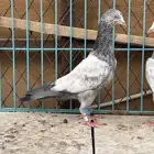 حمام باكستاني