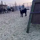 جفرة شهرين