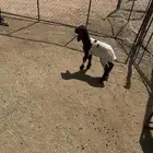 داغور للبيع