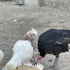 طقم رومي