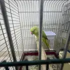 دره ذكر وأنثى