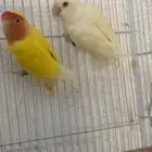 للبيع جوز روز مع فرخه