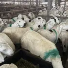 طليان ساكني مرابي 3 شهور