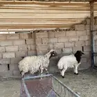 النعجة والد