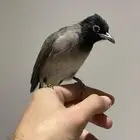 بلبل ذكر سوري