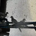 قمري للقناصين