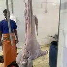 ذبايح طيبه مقفله لحم وشحم وشي فاخر وتربايه