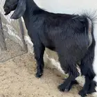 تيس ثلاجه