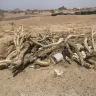 حملتين وحده مقطعه جاهزه والثانيه باقي هايلكس 2026فل كامل