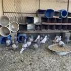 حمام سلفر