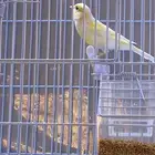 للبيع ذكر كناري مغرد