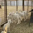 ضان. ( تم البيع )