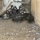 للبيع بط شهرمان