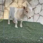 ماعز قزمي بيور ومستوا حلو وحجم صغير