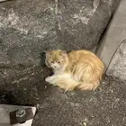 قط شيرازي حاله ممتازه قط شيرازي حاله ممتازه