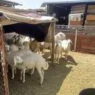 رخال كفو