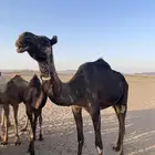 خلفه البيع
