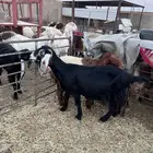 مطفل ومضاريع