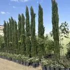 سرو إيطالي وعيد الميلاد