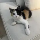قطط للتبني