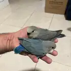 طير روز حصلته ضايع حي الطبيشي