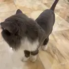 قط ذكر للبيع