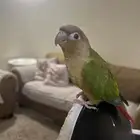 كنيور اناناس هدد (تم البيع)