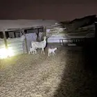 صافة بيشية جرم فاخر