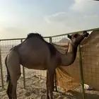 بكره صفراا صغيره سن للببيع