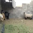 للبيع معزاء مضاري