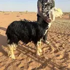 شياه نجد
