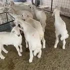 بهم حري طليان ورخال الدوادمي