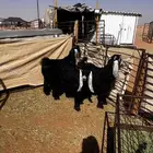 للبيع ثلاث جفرات شكر على حد الغلاق