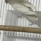 روز البينو عيون حمر انثي