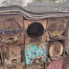 خلايا نحل