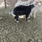 للبيع اثنين تيوس ثلاثة ارخل طليان