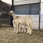 نعجه صفراء صنف
